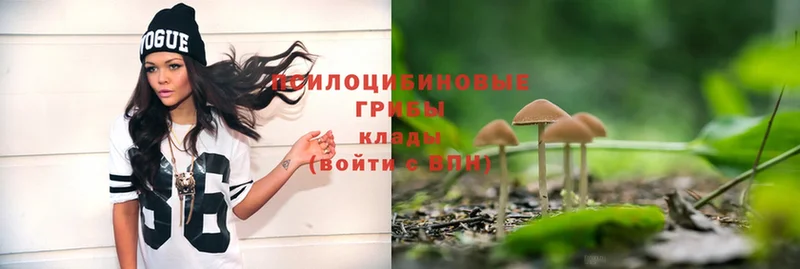 где можно купить   Энем  Галлюциногенные грибы Psilocybe 